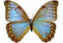 MORPHO AURORA LAMASI 